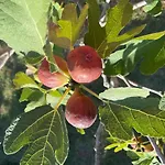 בית נופש Haus Oliveto פרוי
