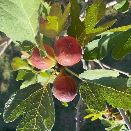 Dom wakacyjny Haus Oliveto Peroj