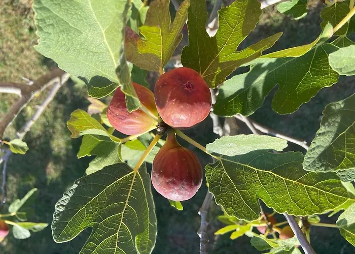 펜션 Haus Oliveto 페로이